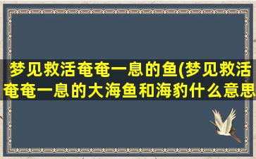 梦见救活奄奄一息的鱼(梦见救活奄奄一息的大海鱼和海豹什么意思)